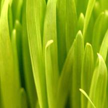 快速补单处理的ddos测压网站