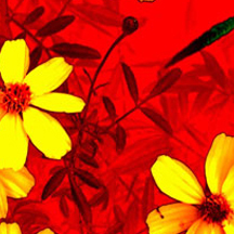 在线DDOS平台攻击